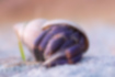 ムラサキオカヤドカリの写真｜「脚が濃い紫色をしています。」