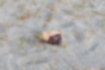 ムラサキオカヤドカリの写真4｜静かにしていると少しだけ脚を開いてくれました。