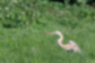 ムラサキサギの写真3｜草地にいた幼鳥です。