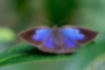 ムラサキシジミの写真1｜青から紫へのグラデーションが美しいです。