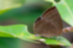 ムラサキシジミの写真2｜翅の裏側は紋のある薄茶色です。