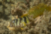 Picture of Elegant blenny1｜Brown and pale yellow vertical stripes run.