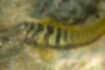 ナベカ | 尾にかけて縞模様から細かい水玉模様に変わります。