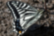 ナミアゲハの写真｜「後翅には紺色の斑点が並びます。」