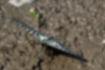 ナミアゲハの写真4｜翅を広げて吸水していました。