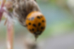 Picture of Asian ladybird beetle2｜There are four black spots in the center of the elytra.