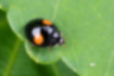 Picture of Asian ladybird beetle3｜It is a two-striped type.