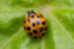 Picture of Asian ladybird beetle5｜The wings are shiny.