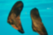 ナンヨウツバメウオの写真｜「背鰭と臀鰭が大きく発達しています。」