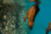 ナンヨウツバメウオの写真｜「水面付近を漂っていました。」