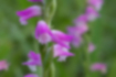 Picture of Spiranthes sinensis2｜The tip is dark pink.