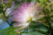 ネムノキの写真1｜細い花が頭状花序のようにつきます。
