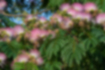 ネムノキの写真2｜上向きにたくさんの花が咲いています。