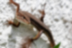 ニホンカナヘビの写真｜「光沢のない茶色をしています。」