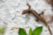 ニホンカナヘビの写真｜「壁を登るのも得意です。」