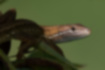 ニホンカナヘビの写真｜「低木に登っていました。」