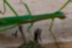 ニホントビナナフシの写真3｜頭部から胸部にかけての側面に樹褐色の線が入ります。