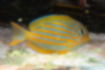 ニジハギの写真1｜黄色い体に鮮やかな青のラインが走ります。