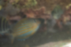 ニジハギの写真3｜オヤビッチャに混じっていた幼魚です。