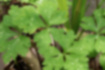 ニリンソウの写真｜「茎から3つに別れた葉には白い斑があります。」