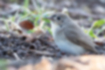Free images of Red-breasted Flycatcher｜「It was on the ground looking for food.」