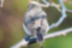 ニシオジロビタキの写真6｜上尾筒は淡い灰色です。