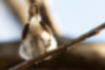 ニシオジロビタキの写真7｜下から見たところです。