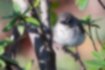 ニシオジロビタキの写真｜「低い茂みに入りました。」