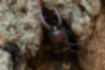 ノコギリクワガタの写真1｜羽化したばかりのオスです。