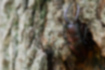 ノコギリクワガタの写真2｜コナラの木にペアでいました。