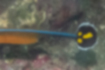 ノコギリヨウジの写真3｜尾鰭は叫んでいるような斑点があります。