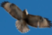 Picture of Eastern Buzzard1｜Overall whitish.