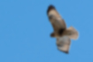 Picture of Eastern Buzzard2｜It was circling over the park.