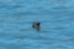 オオバンの写真2｜水面を泳いで餌を探します