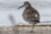 Picture of Great Knot2｜The back is blackish brown.