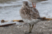 Picture of Great Knot3｜Burying its face.