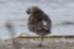 Picture of Great Knot4｜Preening its feathers.