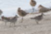 Picture of Great Knot5｜Several birds were walking along the water's edge.