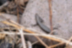 オガサワラトカゲの写真1｜黒褐色にまだら模様を持っています。