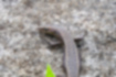 オガサワラトカゲの写真3｜透明なまぶたを持ちます。
