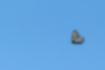 オオゴマダラの写真2｜滑空して飛びます。