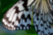 オオゴマダラの写真3｜翅には様々な模様があります。