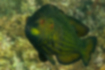 Free images of Cocktail wrasse｜「A black body with yellow stripes.」