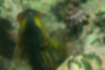 オハグロベラの写真3｜口の縁は黄色です。