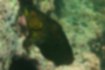 Free images of Cocktail wrasse｜「Foraging on the rocks.」