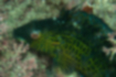 オハグロベラの写真5｜眼の中に赤いリングがあります。