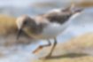 Picture of Temminick's Stint1｜It is characterized by yellow to yellow-green legs.