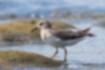 Picture of Temminick's Stint2｜The back is brown and the beak is black.