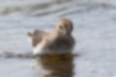 Picture of Temminick's Stint3｜It was submerged in water.