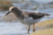 Picture of Temminick's Stint4｜It was feeding in shallow water.